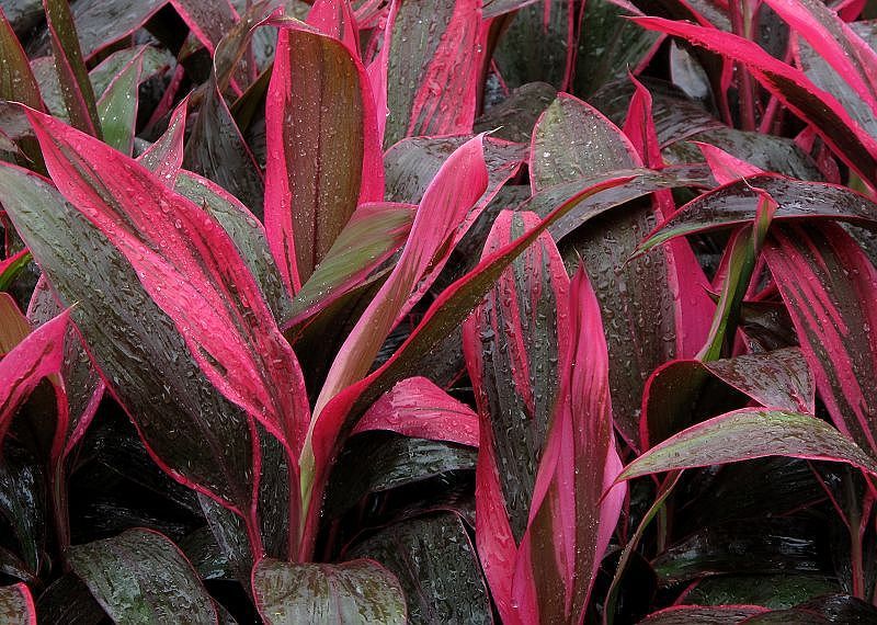 亮叶朱蕉,绿化苗木,工程适用苗木,价格优惠