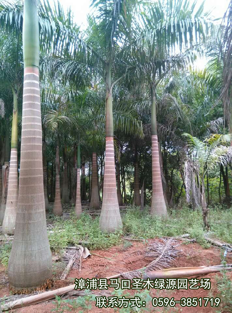 热销供应 庭院盆栽花卉植物 室外植物 棕榈科 大王椰子