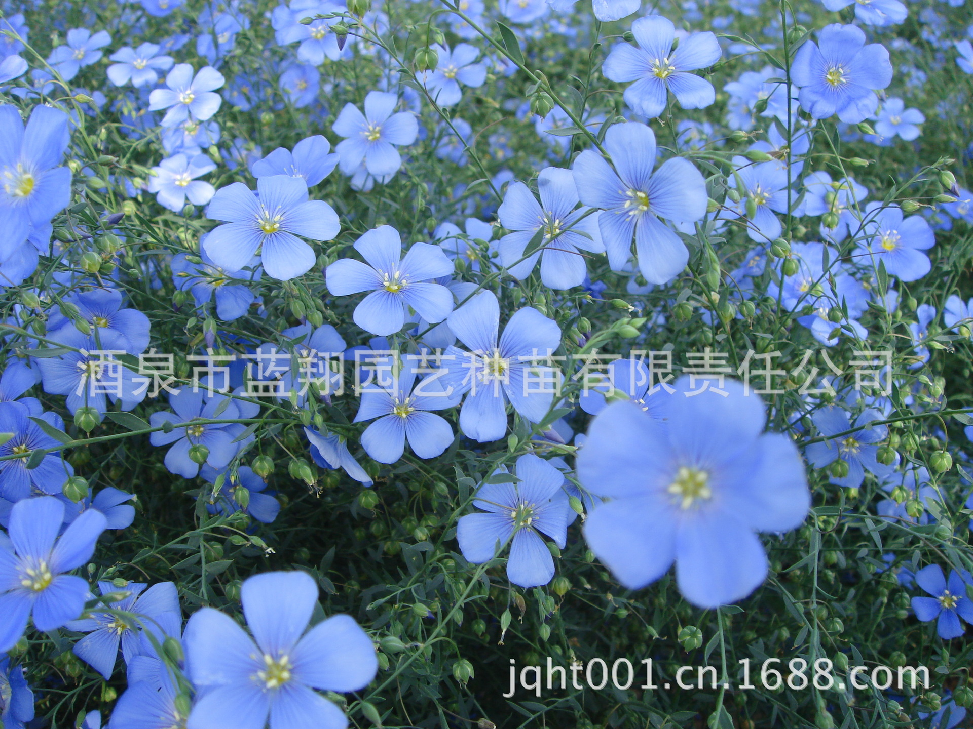 供应宿根亚麻花,亚麻花,蓝亚麻,花卉种子,种苗 株高40～50cm