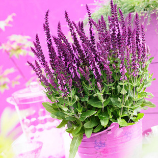 鼠尾草 新篇章 玫瑰红色 10粒装