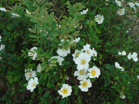 供应蔷薇,日本无刺蔷薇,野蔷薇,粉团蔷薇,蔷薇苗