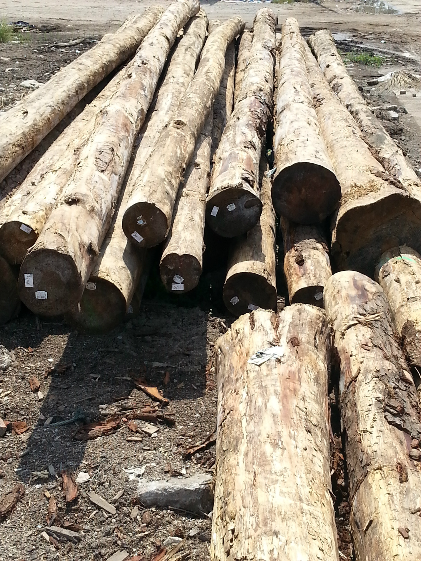 供应进口 噢洲松木 4~10m