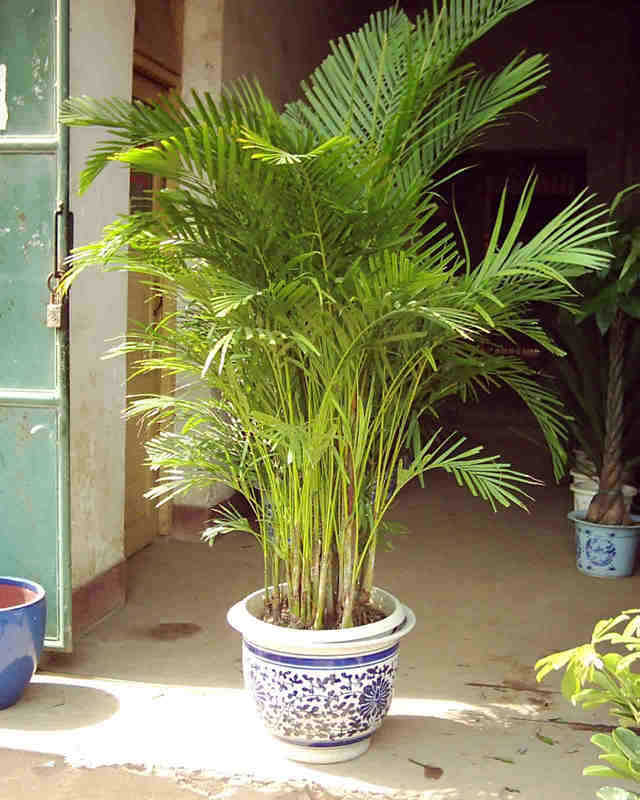 室内大型盆栽 散尾葵 观叶 凤尾竹 富贵椰子 净化空气常青 吸甲醛