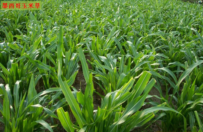 墨西哥玉米草,蜀黍属一年生草本植物,喜温暖湿润气侯,耐热不耐寒,在18