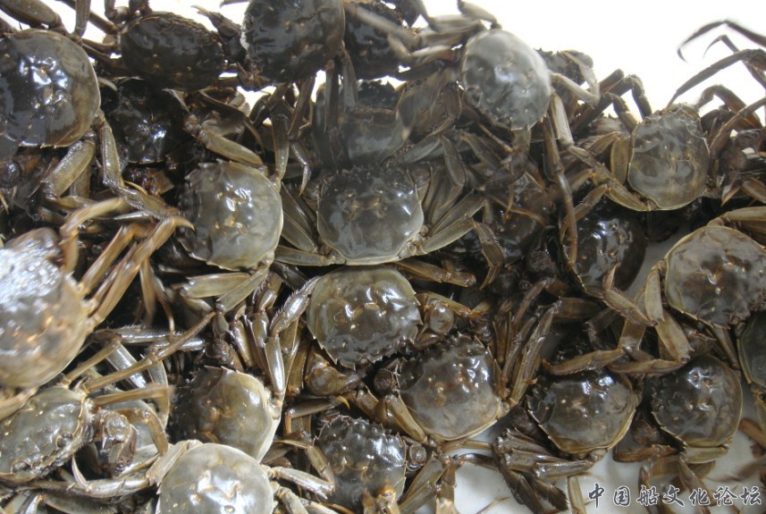 供应出售 长江系扣蟹 苗