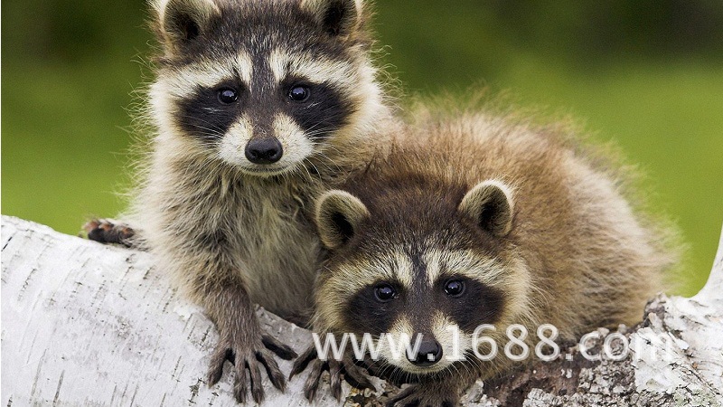 干脆面君,你是谁?