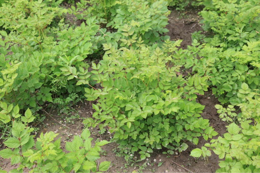 批发零售 宿根花卉 落新妇 量大从优 落新妇 低碳环保 园林绿化-亚麻