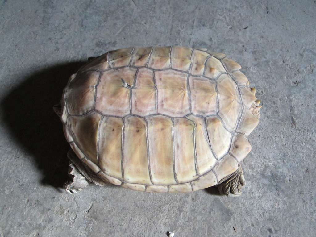 优美稀少的《白化 鳄龟》,可谓是收藏家的珍品.