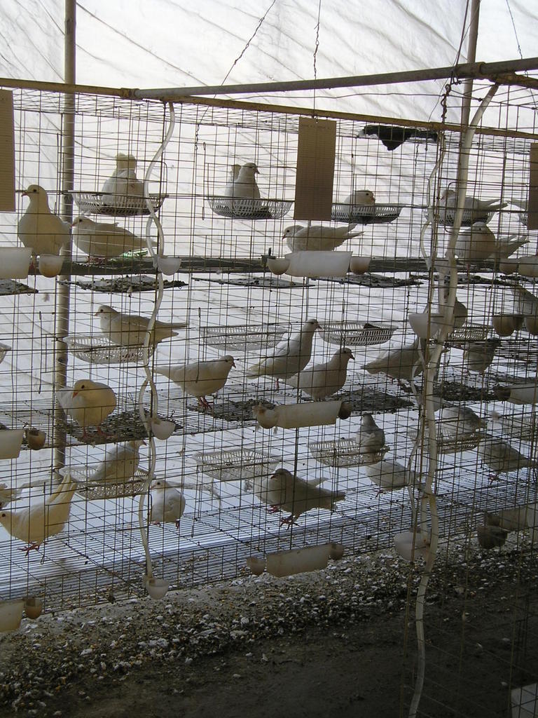 供应石岐乳鸽 肉鸽 鸽场批发