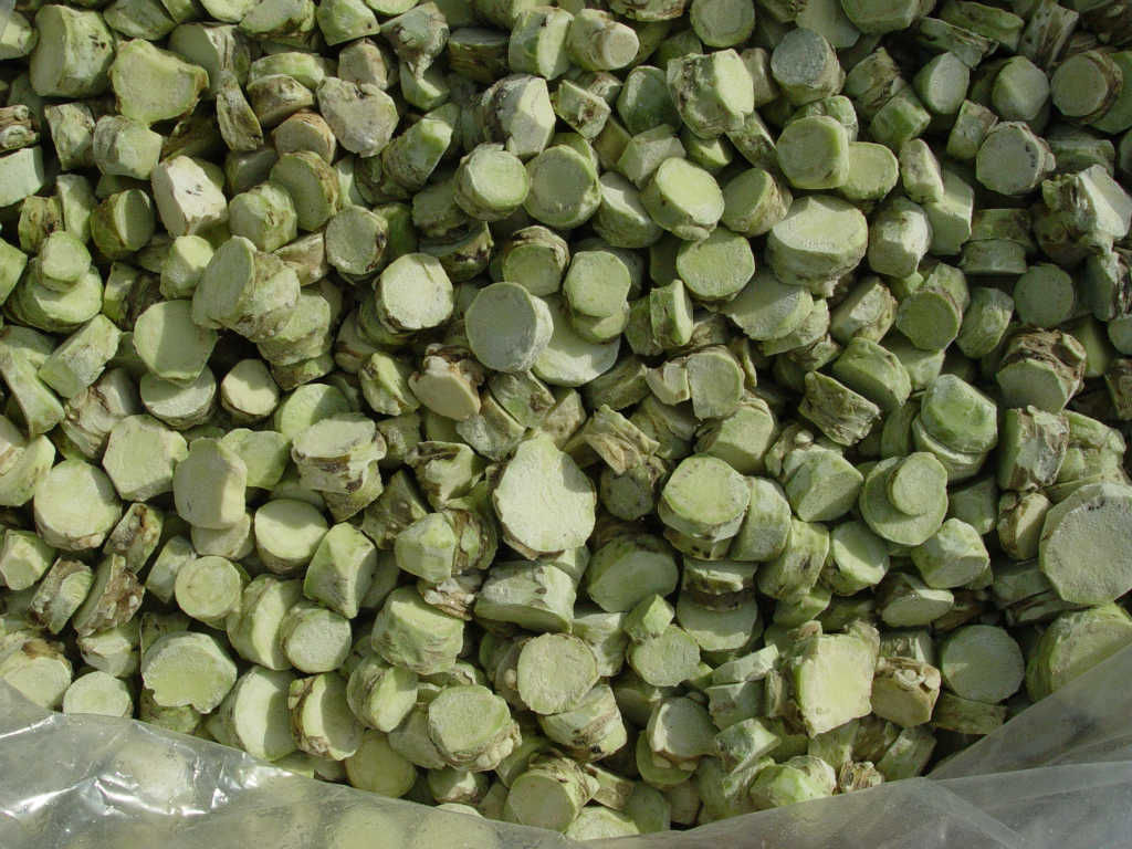 大量批发山葵-山嵛菜-本山葵日本芥末.