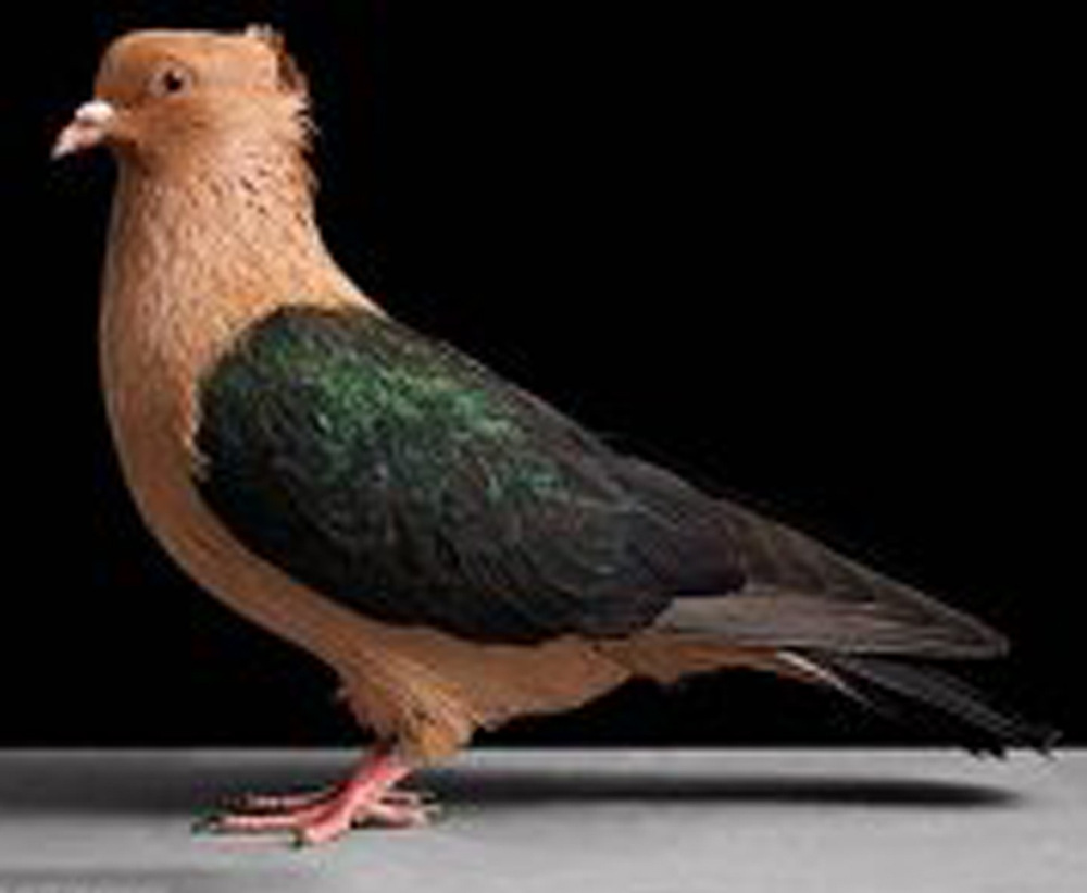 广东深圳深圳龙岗供应各种观赏鸽及黑袖 紫袖 铁牛 压脖 淑女 黑灶