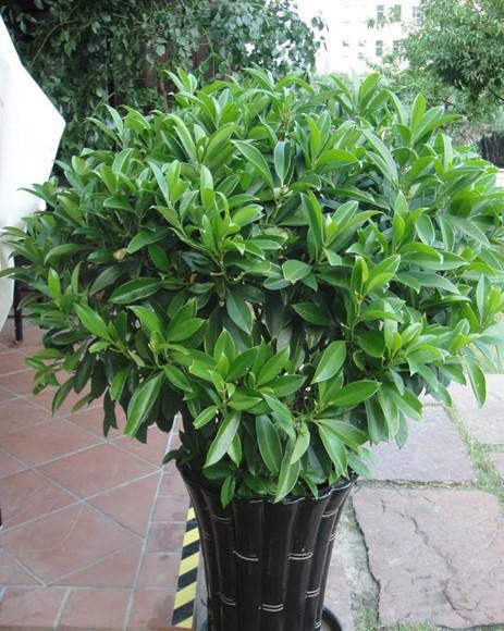 非洲茉莉,绿化苗木,工程适用苗木图片_1