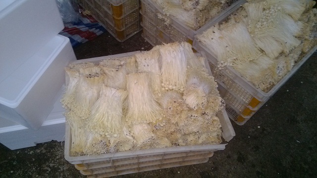大量批发优质20斤一箱江山金针菇