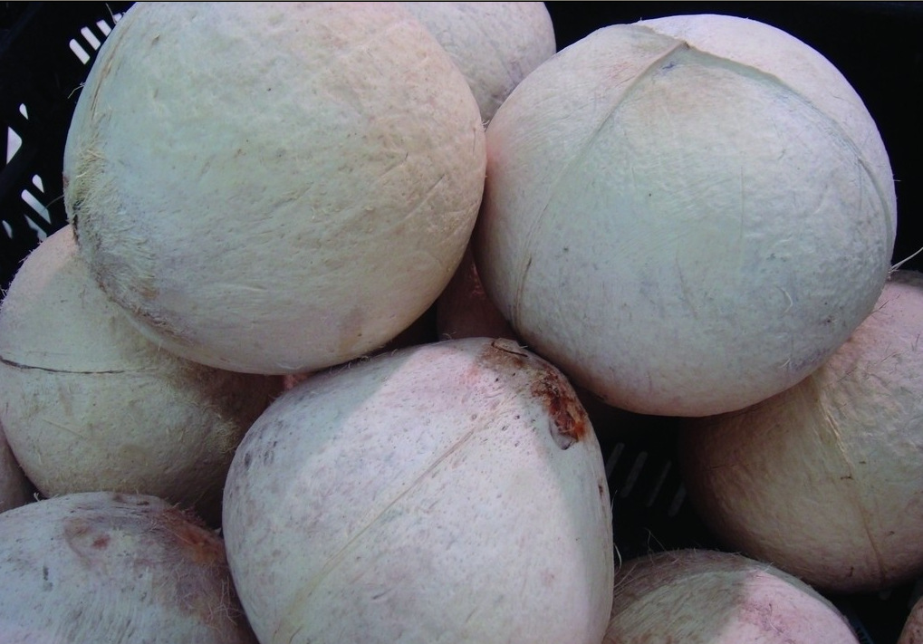 供应批发优质海南水果抛光椰子/椰子王/毛椰/老椰子/椰皇