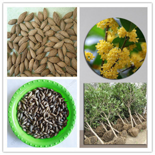 天竺桂种子 普陀樟种子 山肉桂 平安树种子 野桂花种子