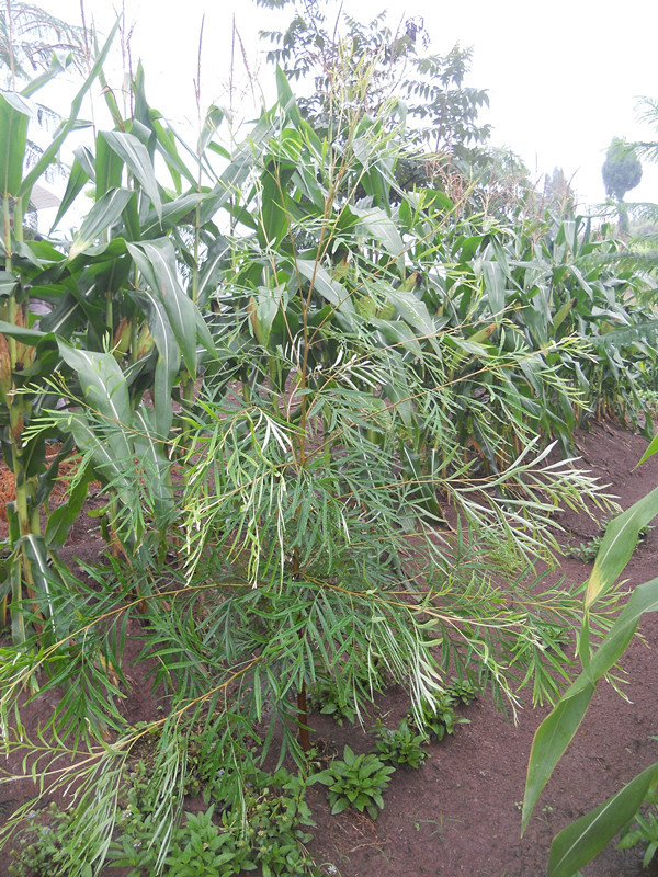 四川省优质银桦树苗尽在观音燕农业合作社;檀香苗;黄花梨树苗