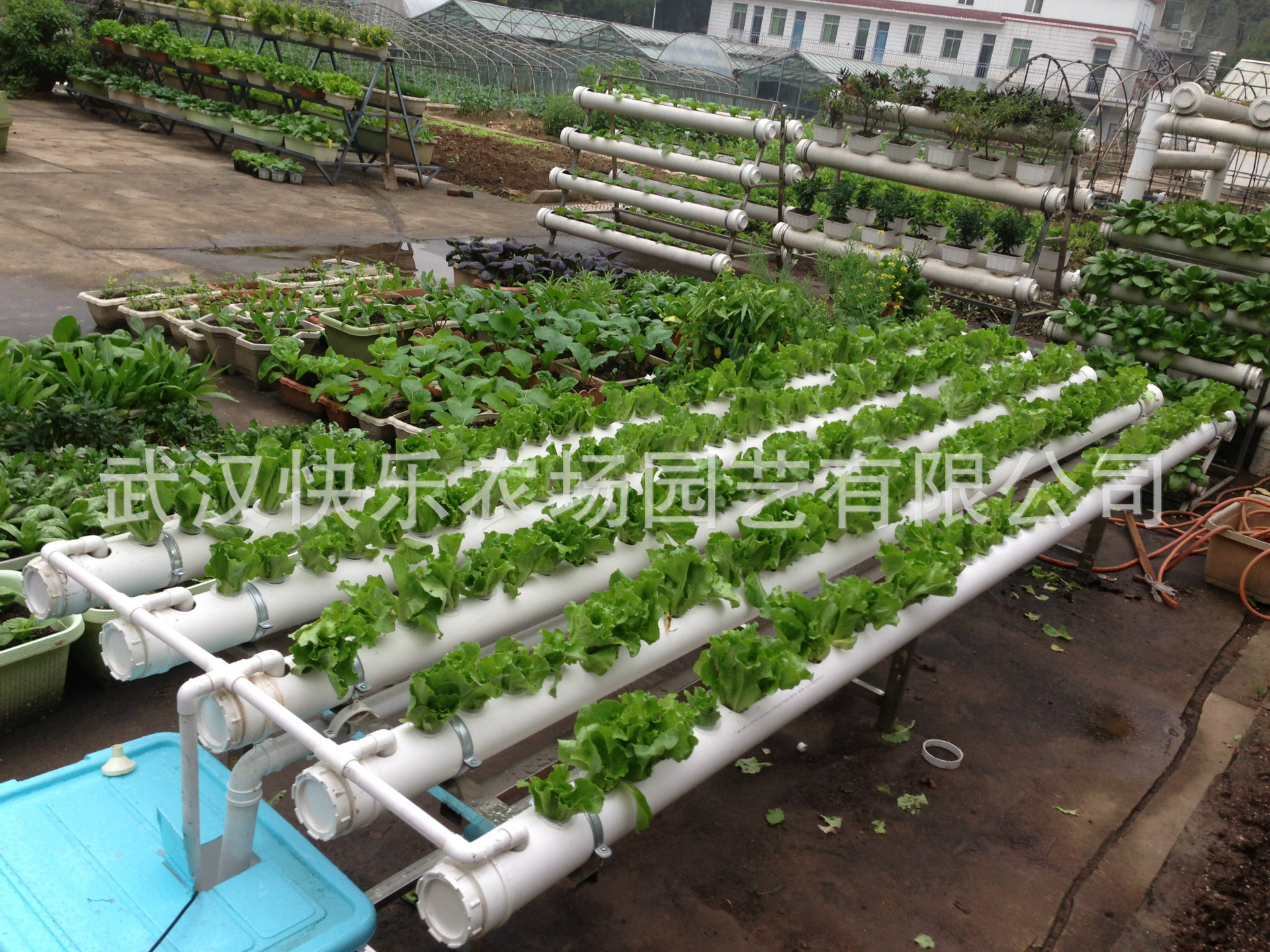 無土栽培種植蔬菜 營養水培種菜 自動供水 交叉管道水培