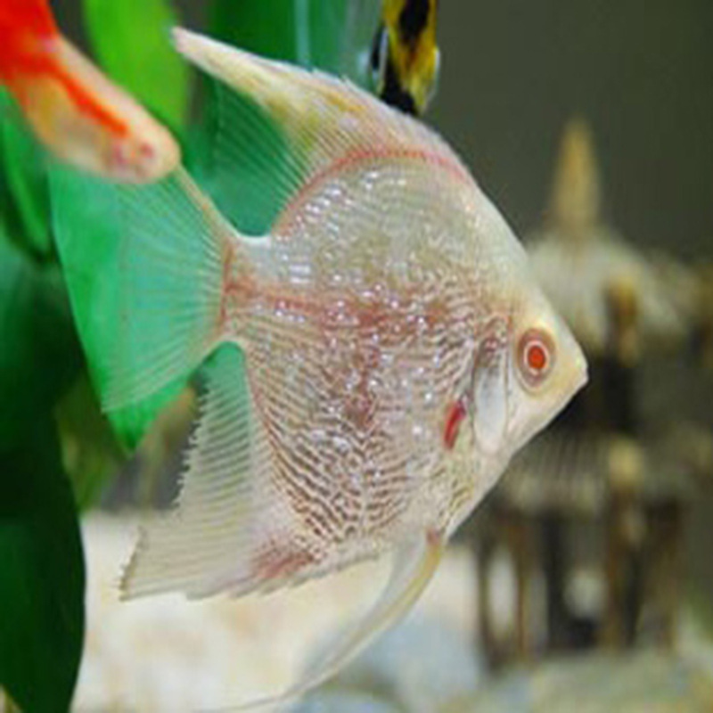 红头玻璃片神仙鱼