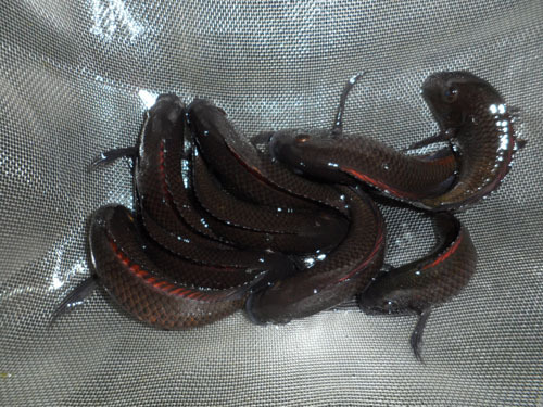 非洲坦湖慈鲷火狐狸图片_8