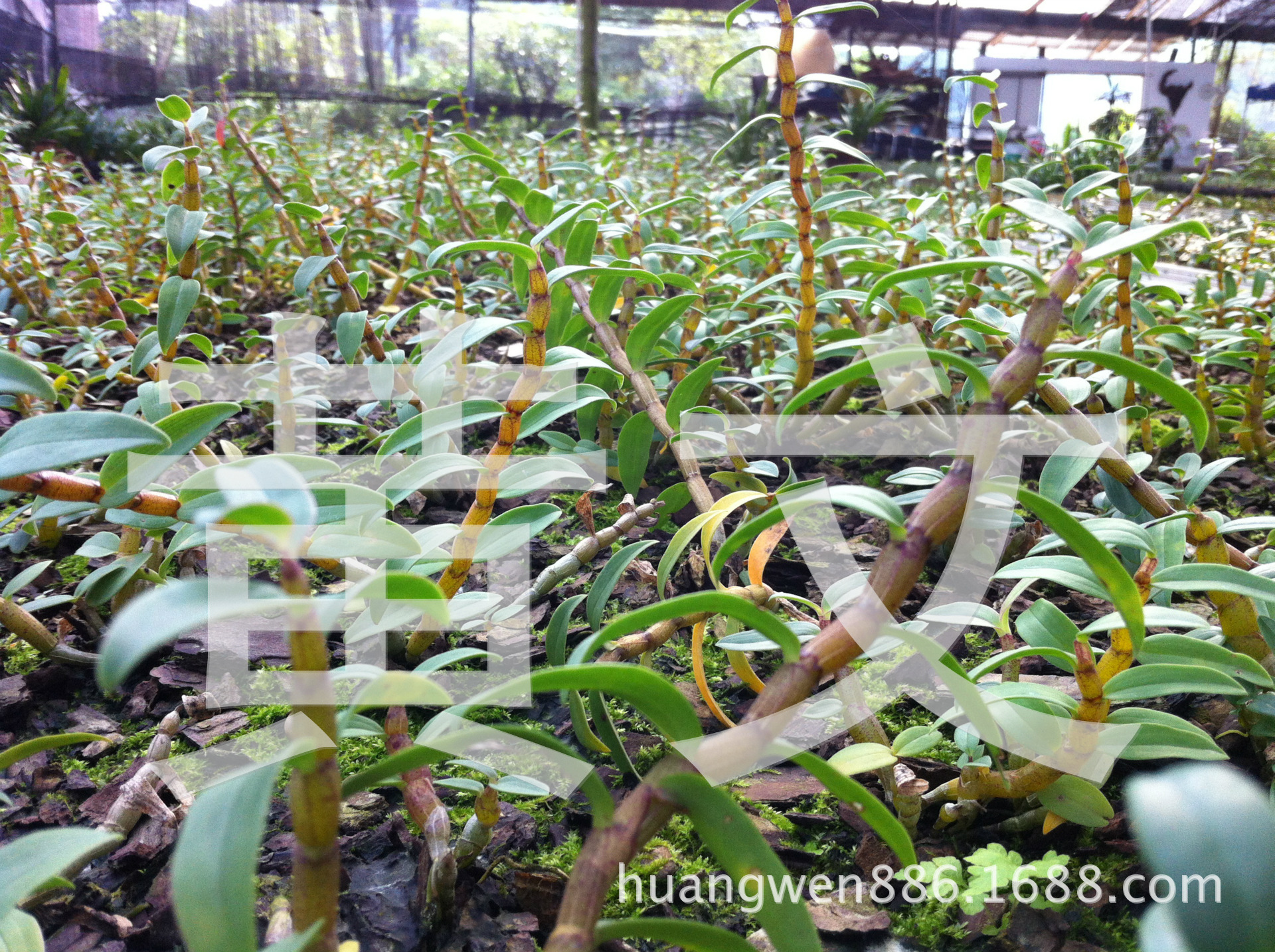 批發自產種植優質品種 鐵皮石斛鮮條 鐵皮風斗 成品石斛 中藥原料