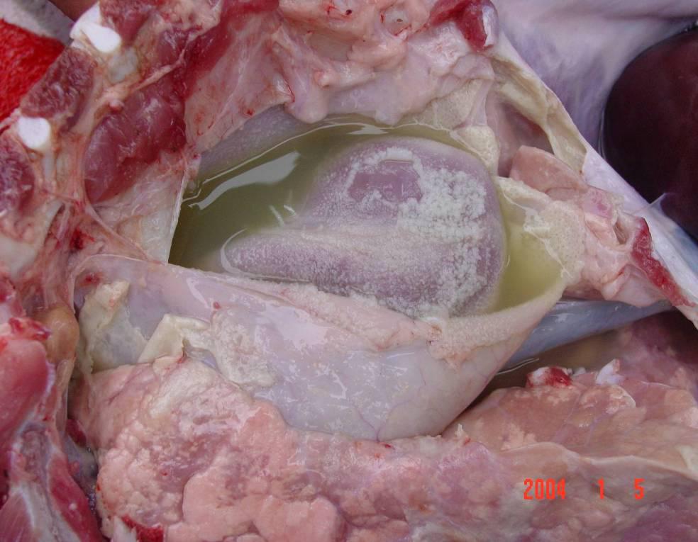 有效控制副猪嗜血杆菌