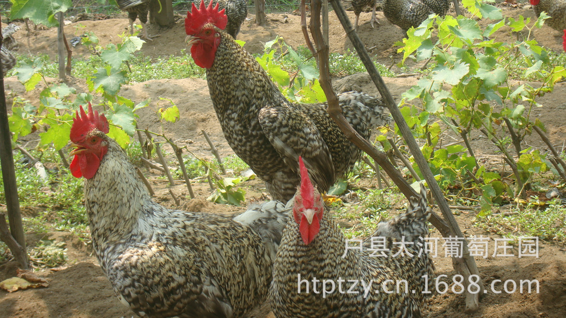 葡萄园散养芦花鸡限量热销中