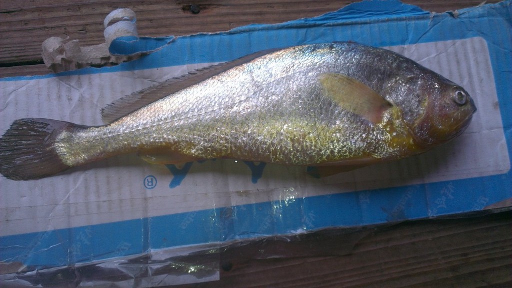 野生 生长环境:海水 用途:食用 类型:活鱼 产地/厂家:东海 东海大黄鱼