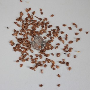 优质林木种子 新采杉木种子 杉树种子 正杉 种子饱满