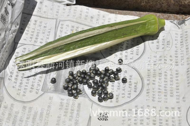 批发优质黄秋葵种子 红秋葵 补肾菜种子 蔬菜种子 营养丰富图片大全