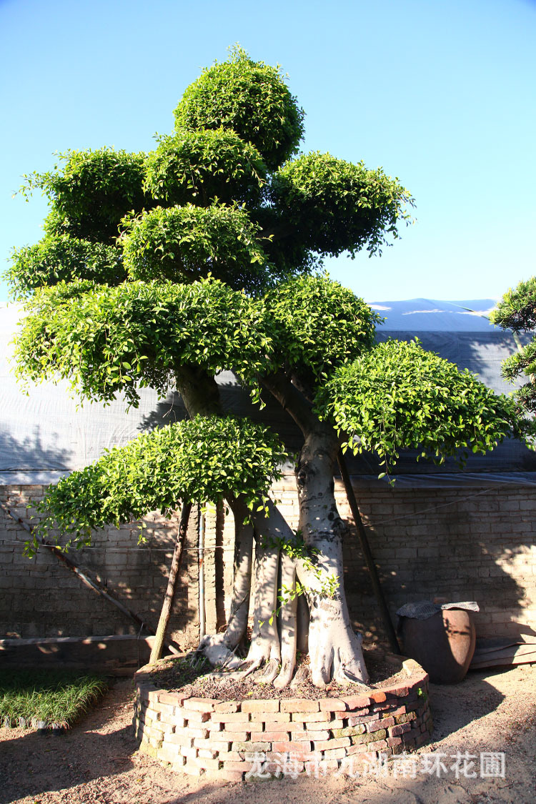 福建龙海供应大型榕树景观盆景树桩盆栽盆景实地真实拍摄盆景