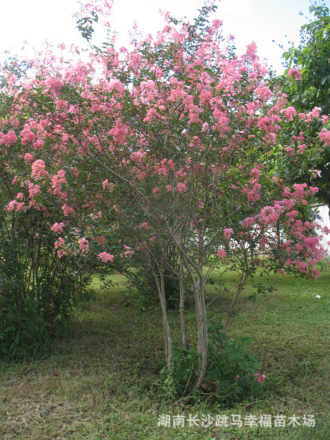 出售2-3-4-5-6公分紫薇/红花紫薇/火红紫薇