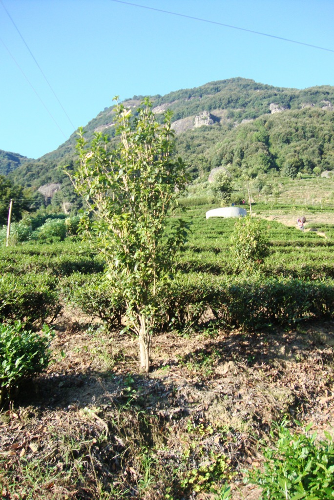 清香型安溪鐵觀音茶葉批發 福建烏龍茶 實惠特價超市商場茶葉