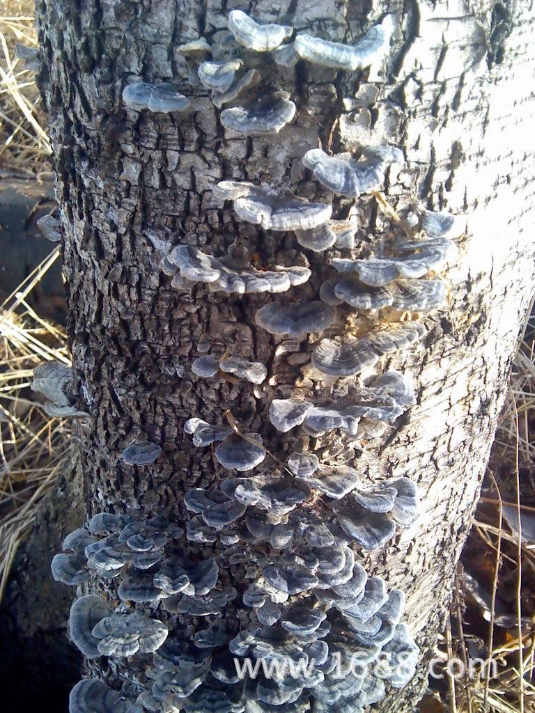 云芝,云一样的芝