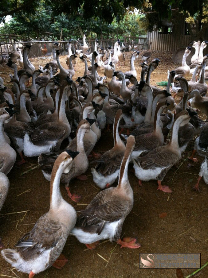 南方狮头鹅苗 广东狮头鹅苗 澄海狮头鹅苗2