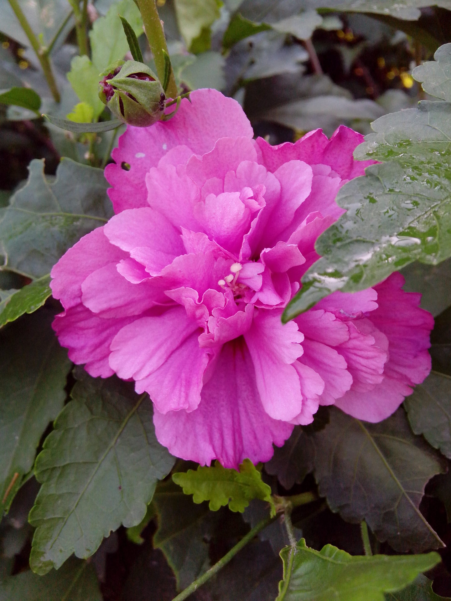 走进青州花卉——绚烂的木槿花