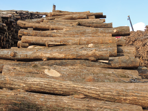 常年供应 长白山区 2-6m椴木原木