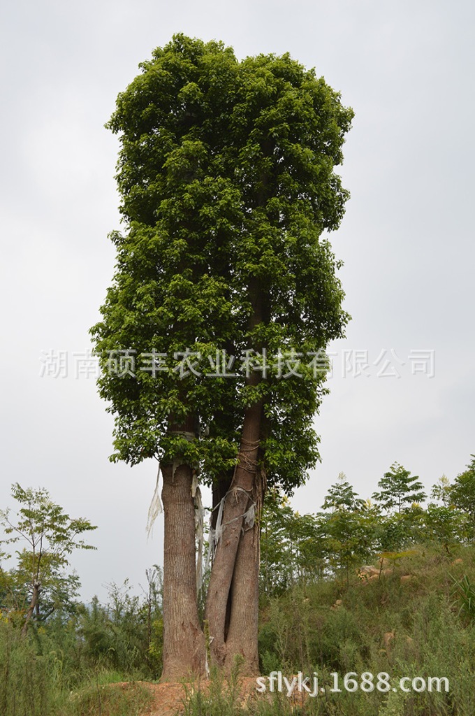 特價 再生香樟 移植香樟 香樟樹苗 香樟小苗 香樟芽苗 香樟