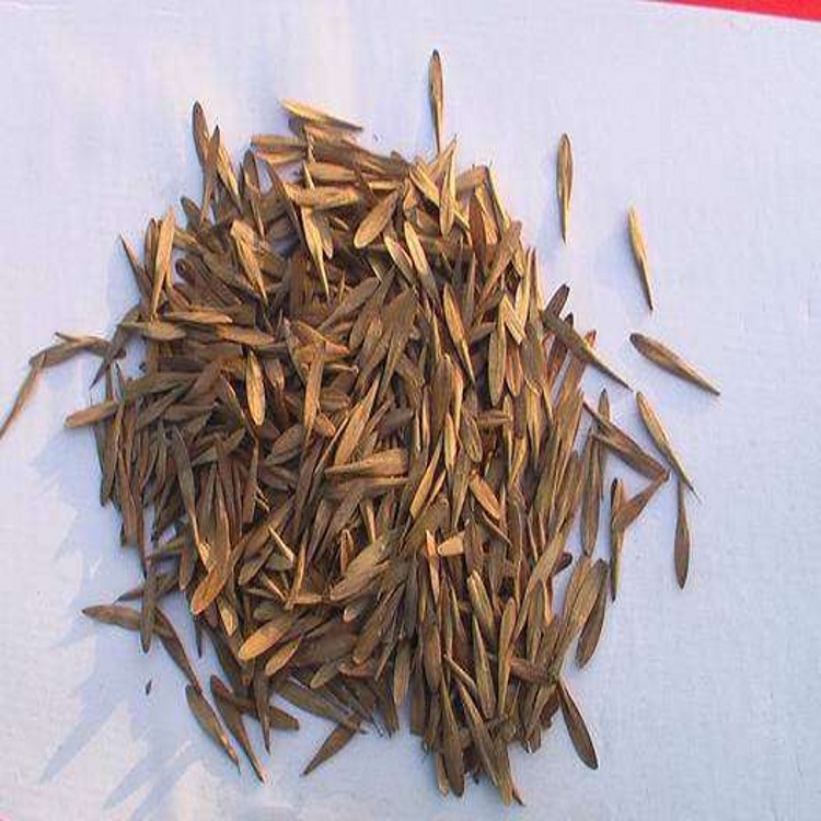 厂家供应苗木种子火炬种子白蜡种子洒金柏种子