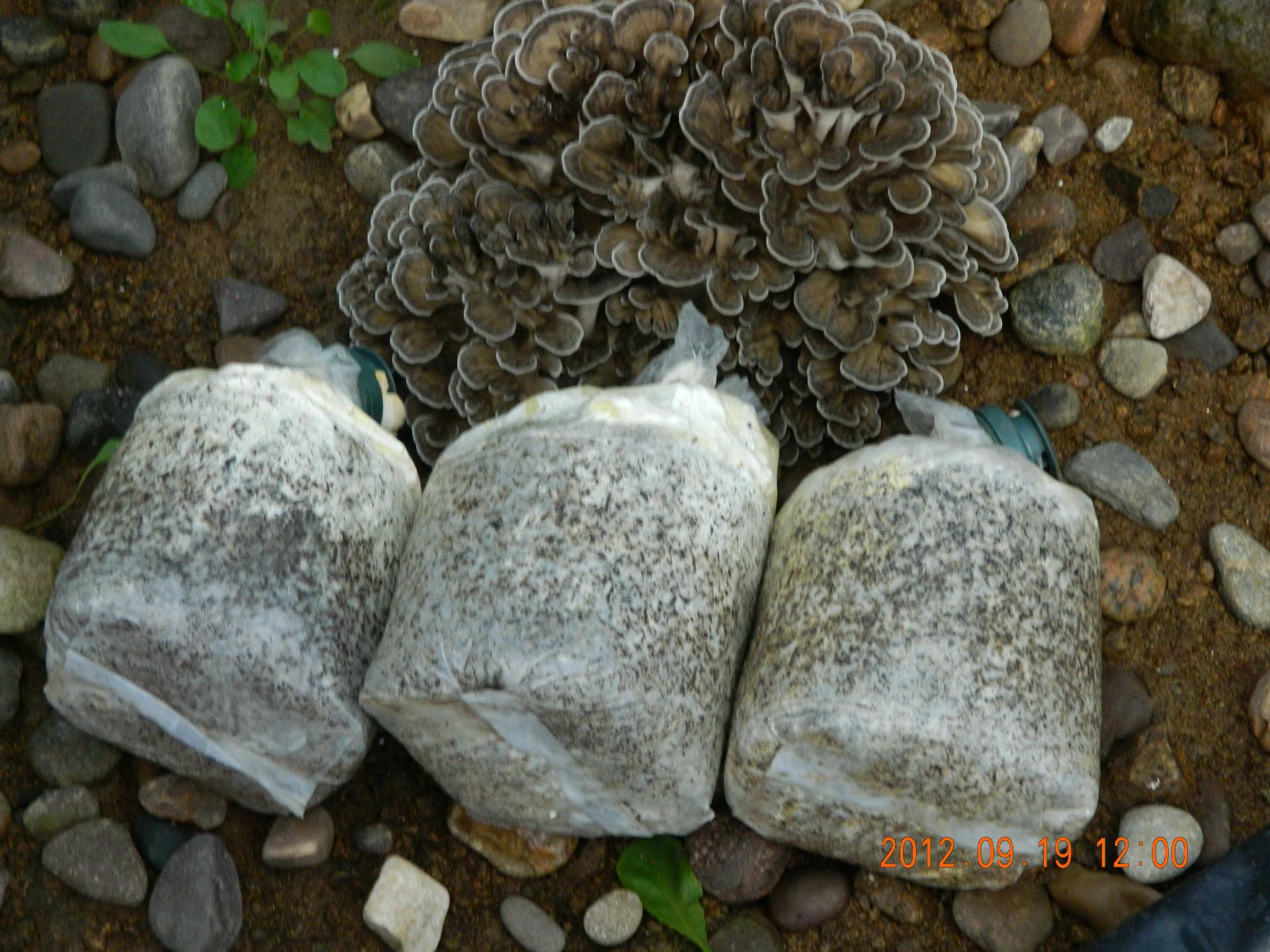 野生繁殖,每年5月上旬到10月在迁西的板栗树林中偶尔能采到新鲜的栗蘑