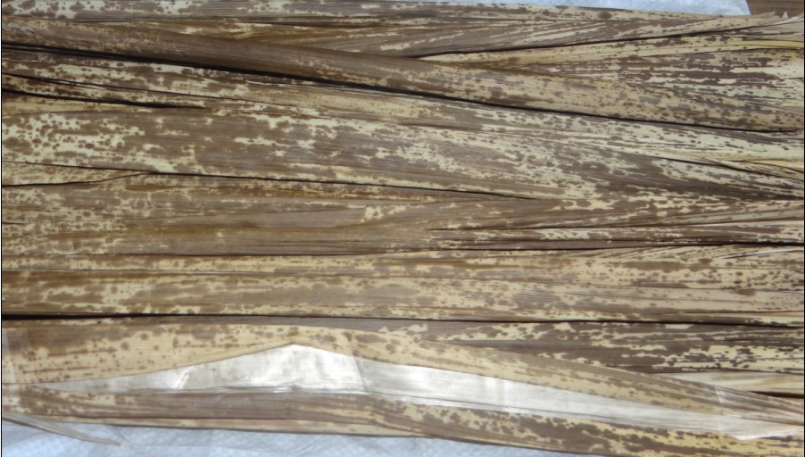 纯天然斑竹壳 色泽白净 外部花纹鲜艳清新自然