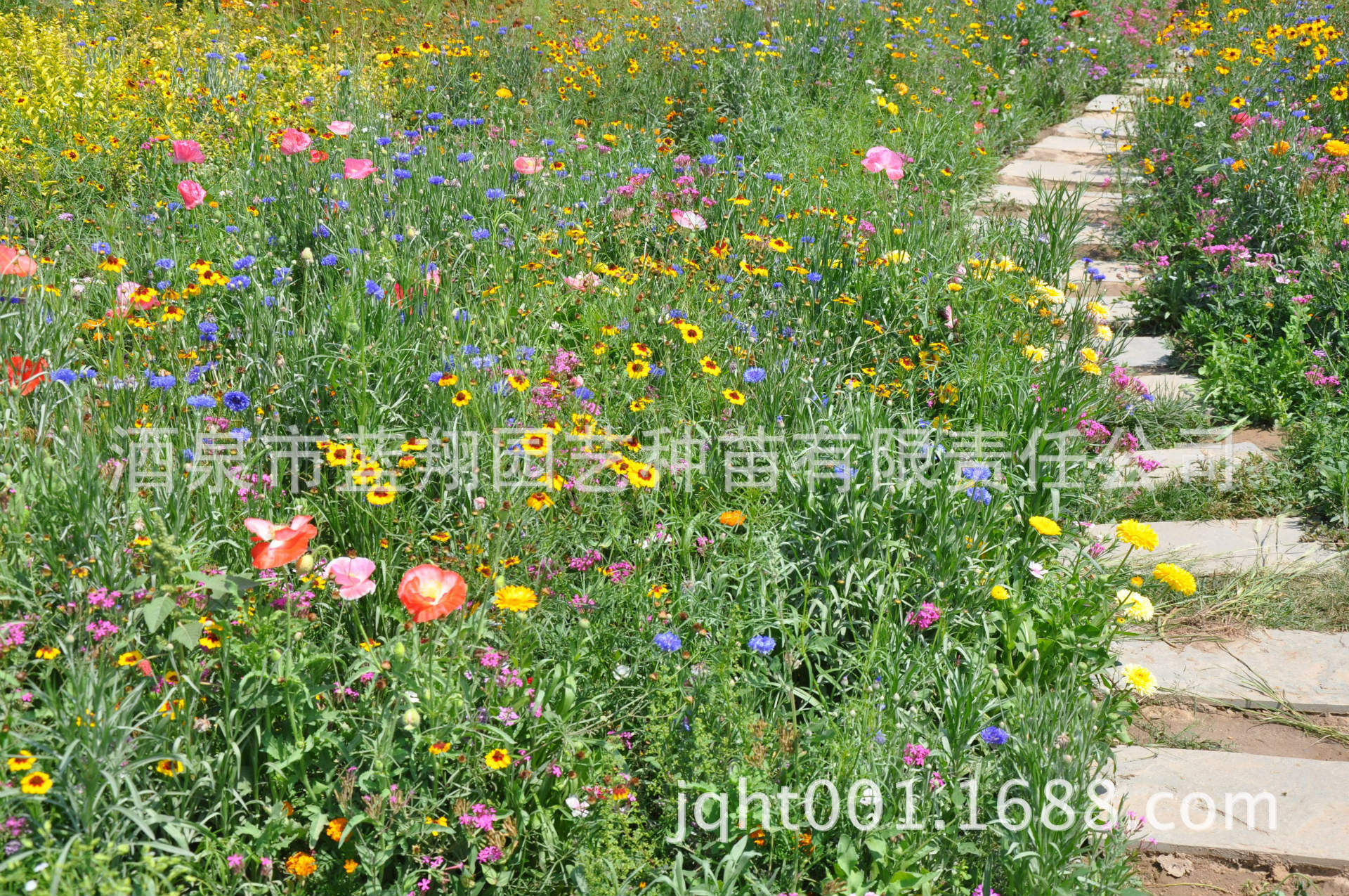 草花组合精灵
