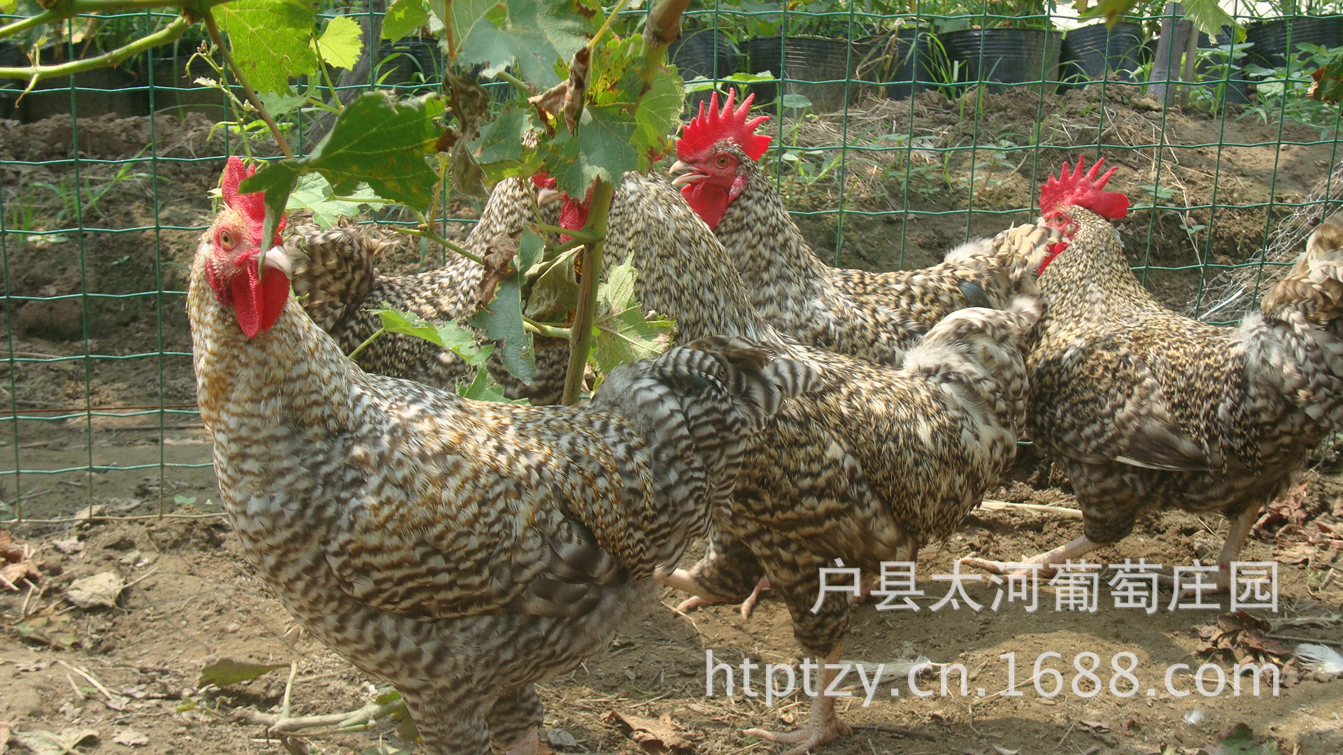 葡萄園散養蘆花雞限量熱銷中