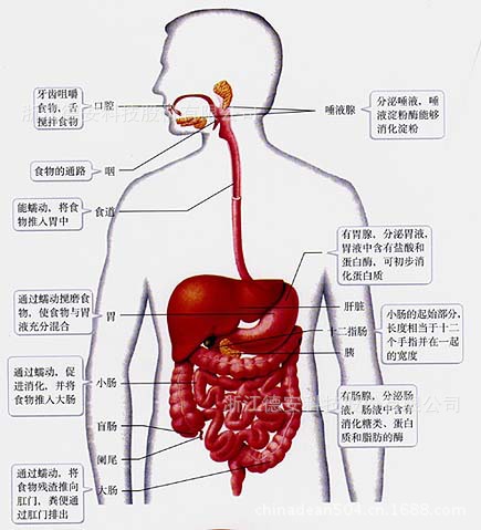 消化系统由如下部分组成:1,口和喉(咽);2,食管;3,胃;4,胰腺;5肝;6.