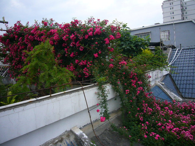 藤本(藤本树蓦然回首) - 0415花卉网