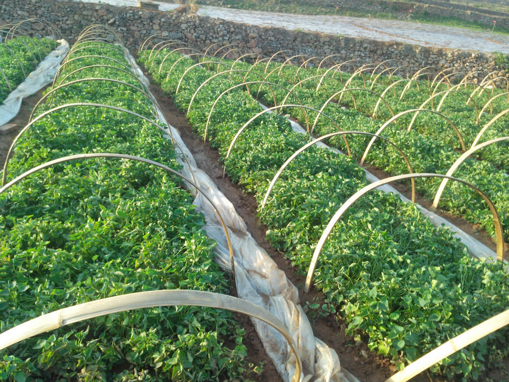 09一株 量大优惠_农作物种苗_微商圈