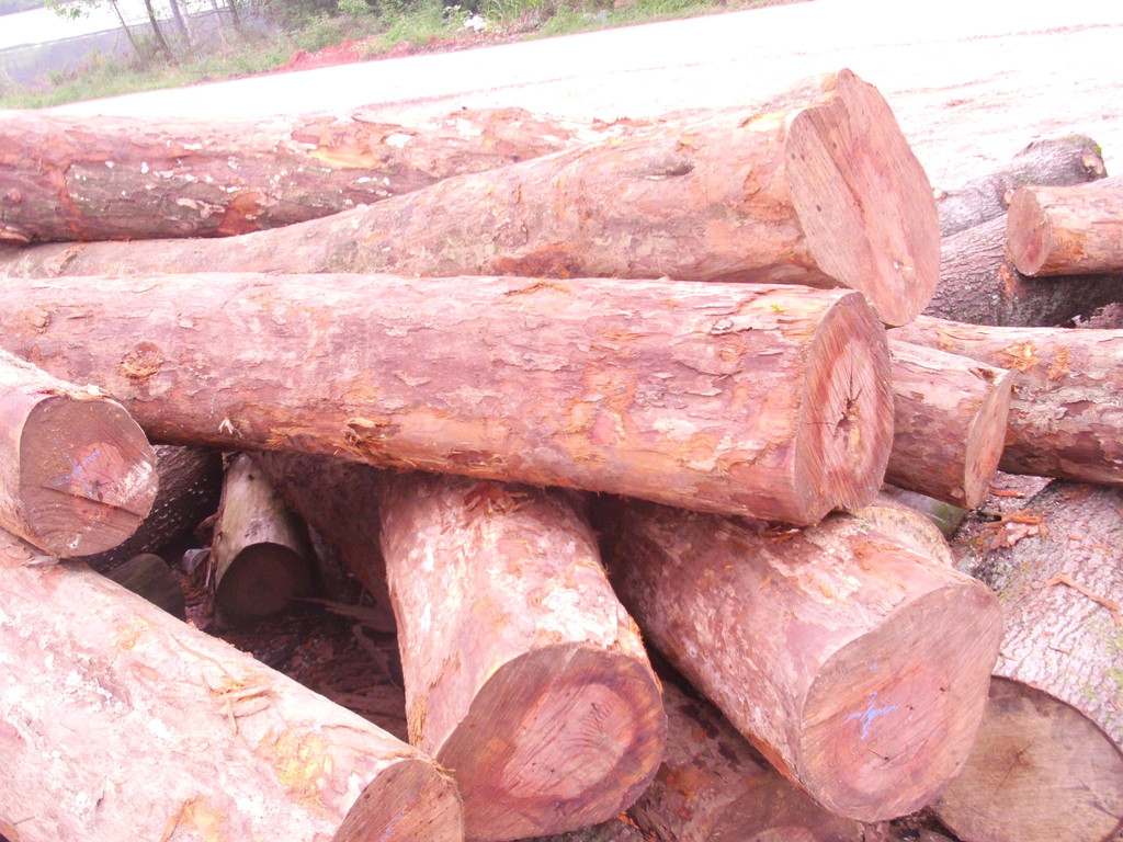 厂家直销,长期供应优质柞木原木