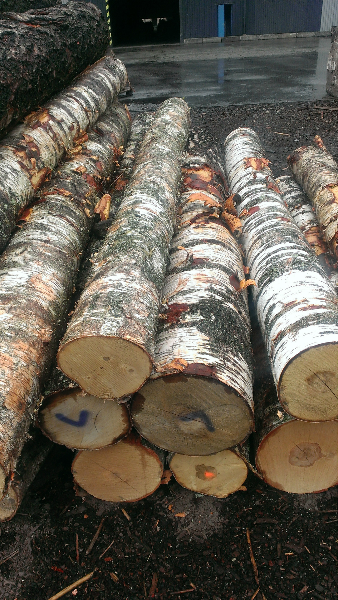 2013下半年欧洲优质桦木旋切材