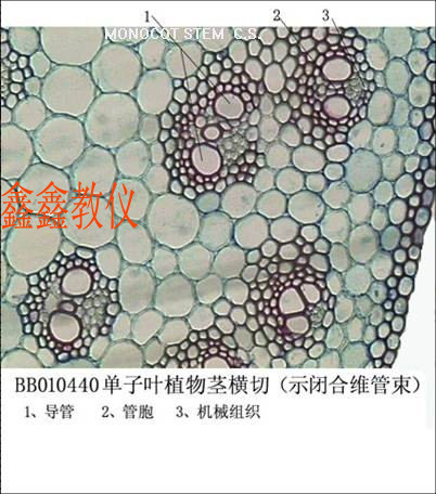 鸢尾根横切结构图标注图片