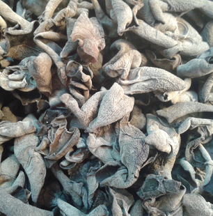 老鼠耳 小云耳 特级木耳 云耳 恒知源大量供货 13602479015