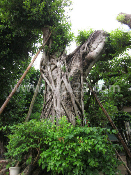 綠化樹種 城市綠化_廠區綠化__別墅綠化 園林綠化樹_小庭院綠化